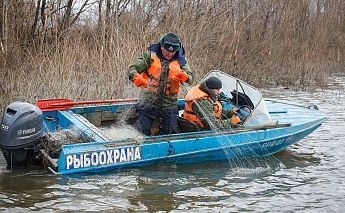 В Ростовской области рыбнадзор контролирует миграцию рыб в места нереста