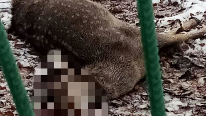 В Тверской области расследуют дело о гибели пятнистого оленя