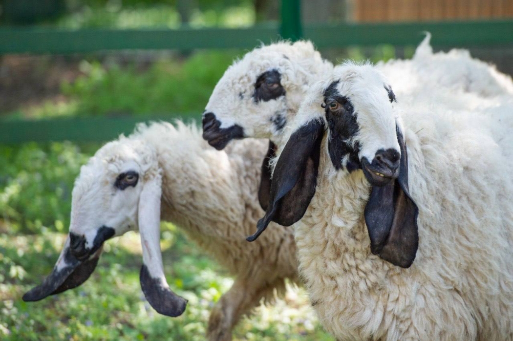 Длинноухими и пушистыми овцами пополнился зоопарк Ростова-на-Дону