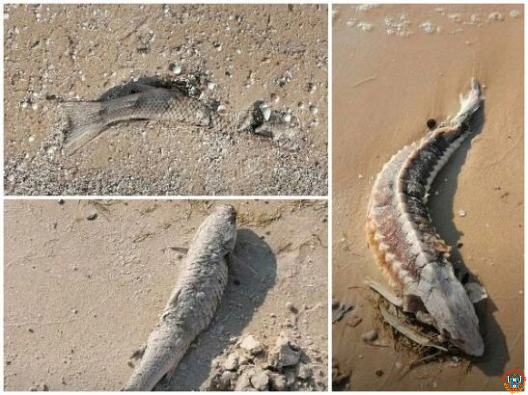 Десятки рыб и мертвые дельфины усеяли берег Таганрогского залива