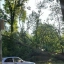 В Ростове на Оганова упало очередное дерево 0