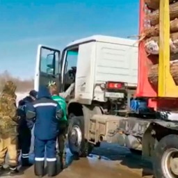 Правительство обяжет бизнес за 3 года компенсировать вырубку леса