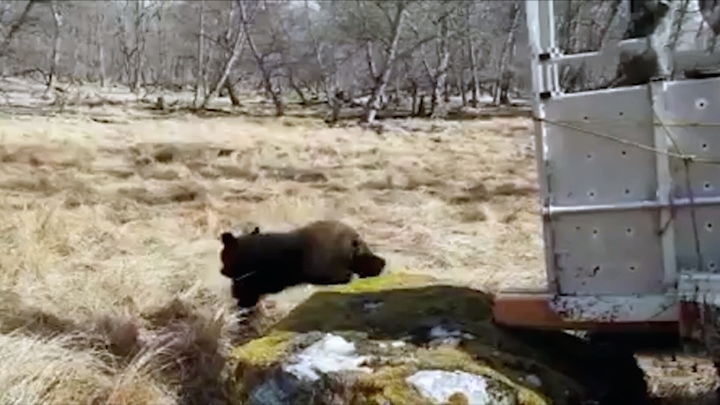 В Приморье гималайскую медведицу Машу выпустили на волю