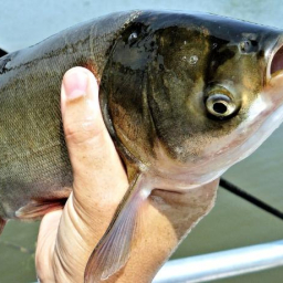 Опасных паразитов нашли в рыбе в Ростовской области