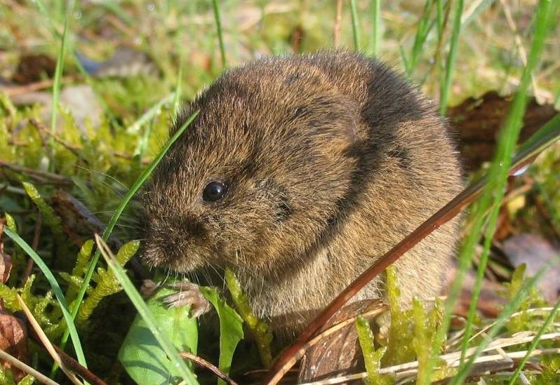 В Ростовской области ожидается нашествие мышей и крыс весной 2022 года