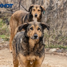 Власти Ростовской области задумались о строительстве приютов для безнадзорных животных
