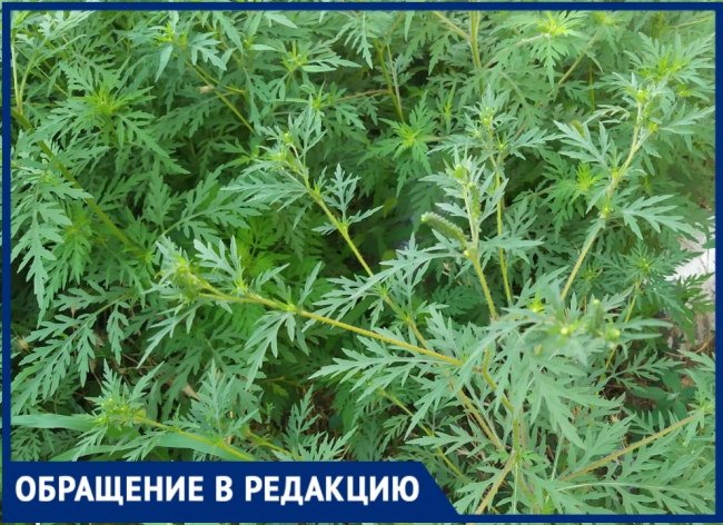 Жители Ростова пожаловались на растущую кустами амброзию