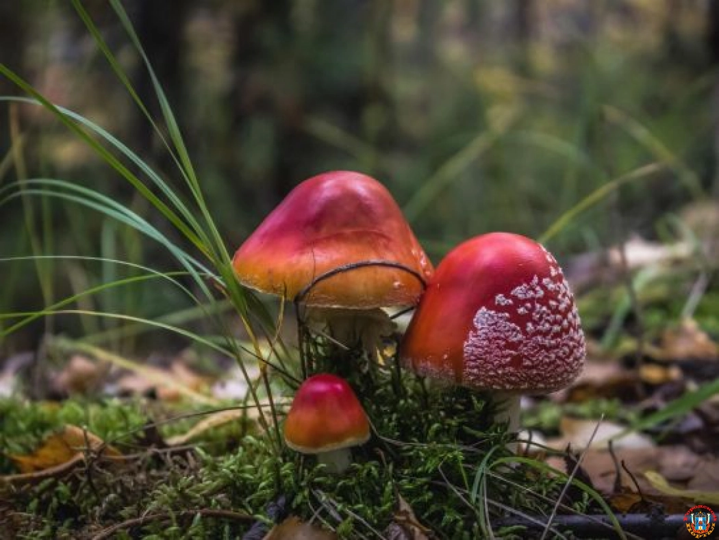 Двое жителей Ростовской области отравились дикорастущими грибами с начала года