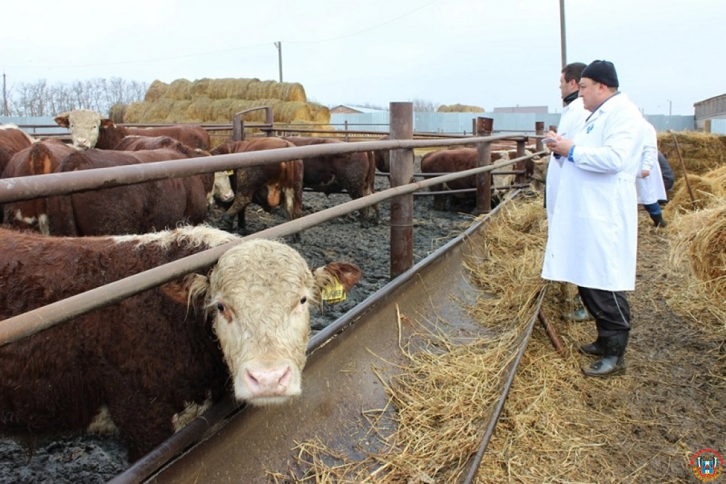В Ростовской области лейкоз обнаружили у 15 тысяч коров