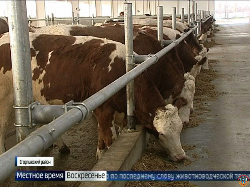 Живая «подушка безопасности» для востока Ростовской области: как развивают животноводство на Дону.
