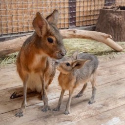 В семействе патагонских мар в ростовском зоопарке родились два малыша