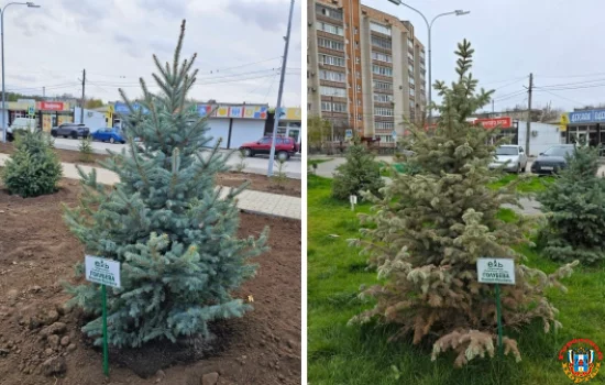 Не пережило года: Именное дерево экс-губернатора погибло