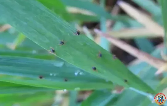 Случаи заражения озимой пшеницы зерновым клещом зафиксированы в четырех районах Дона