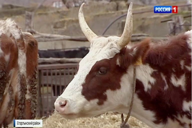 В Пролетарском районе Ростовской области у коров выявили бруцеллез