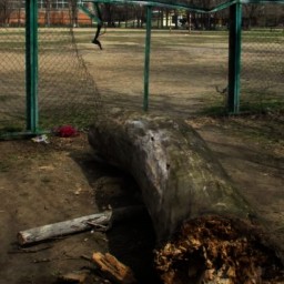 На Дону упавшее из-за сильного ветра дерево повалило забор