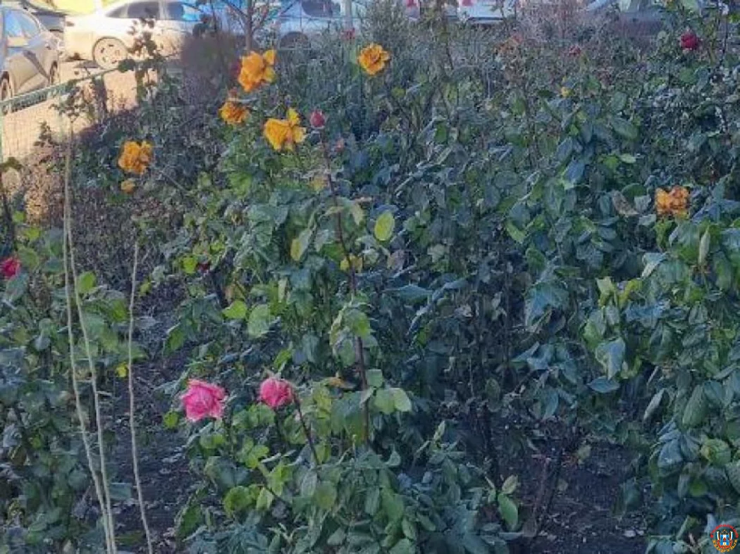 Розы распустились в морозы в Ростове