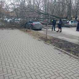 Аварийные деревья продолжают мять крыши автомобилей жителей Ростова