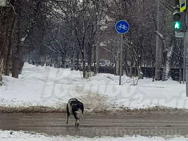 Дождавшаяся зеленого сигнала светофора умная собака-пешеход пристыдила жителей Ростова