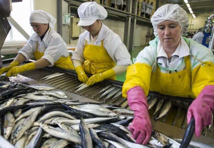 Проект рыбного комплекса в Ростовской области будет готов осенью