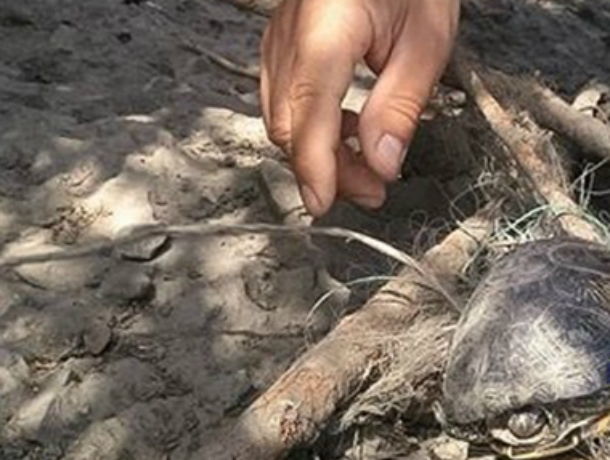 Спасение маленькой черепашки от неминуемой гибели вызвало уважение у жителей Ростова
