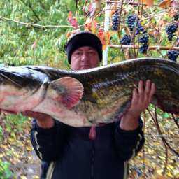 Пойманным на квок колоссальных размеров сомом ростовский рыбак похвастал на видео