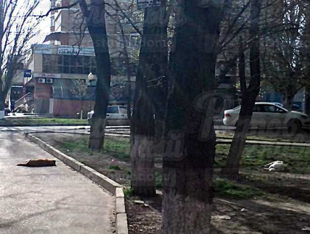 Умирающие в жуткой агонии бездомные собаки шокировала до слез взрослых и детей на улице Ростова