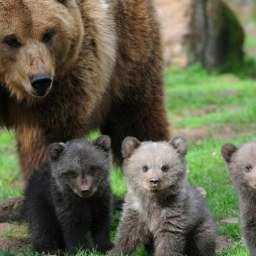 Готовясь стать матерью троих детей, медведица из белокалитвинского зоопарка не впала в спячку