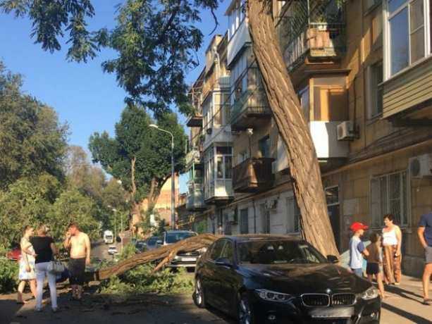 Элитную иномарку повредило упавшее дерево в Ростове