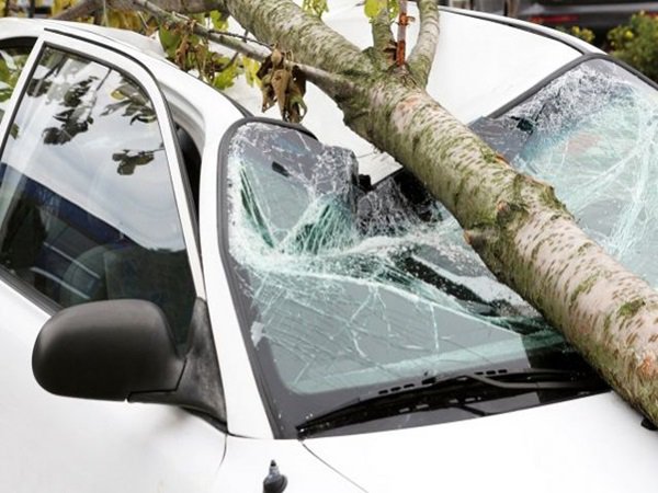 Упавшее старое дерево изуродовало два автомобиля в Ростове