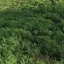Аллергия на каждом шагу: в Суворовском районе Ростова разрастается опасная амброзия