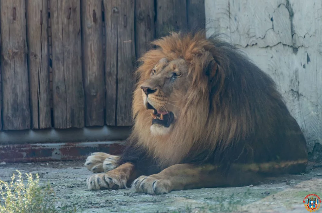 15-летие отметил лев Цезарь в ростовском зоопарке