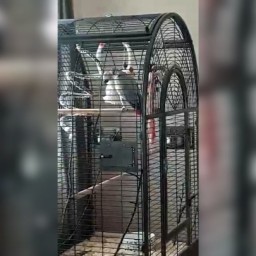 В тверском монастыре живет попугай, который умеет молиться