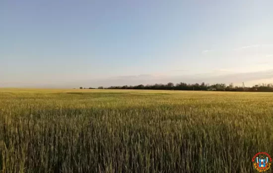 После недавних заморозков и засухи донские аграрии получат отсрочку по кредитам