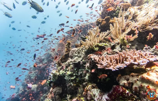 Секрет большого содержания планктона в водах Камчатки раскрыли ученые