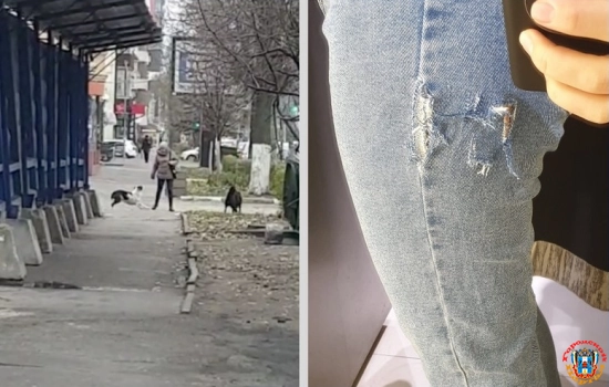 В центре Ростова на женщину напали агрессивные собаки