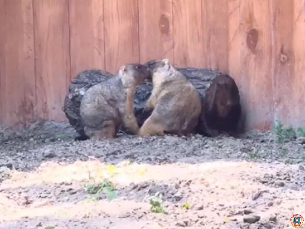 В Ростовский зоопарк привезли пару степных сурков