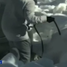 Ногами и поводком: проводится проверка по факту избиения собаки в Прикамье