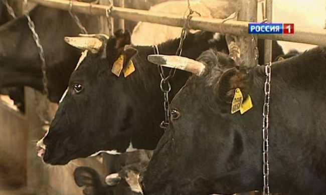 В Пролетарском районе двух фермеров оштрафовали за незаконный ввоз скота