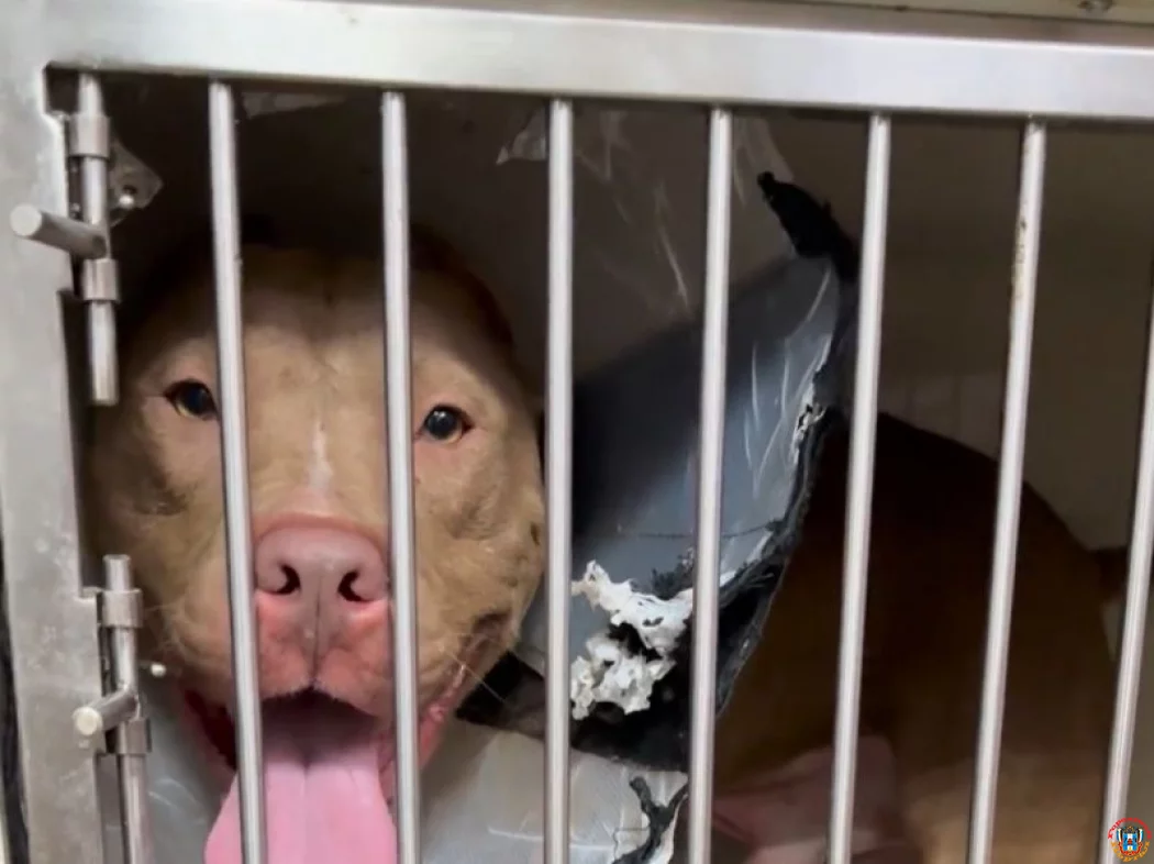 Азовские волонтеры ищут дом для спасенного питбуля Ральфа, которому требуется особый уход и отсутствие других питомцев