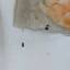 Роллы с щепоткой жучков подали на обед в одном из кафе Новочеркасска Ростовской области 0