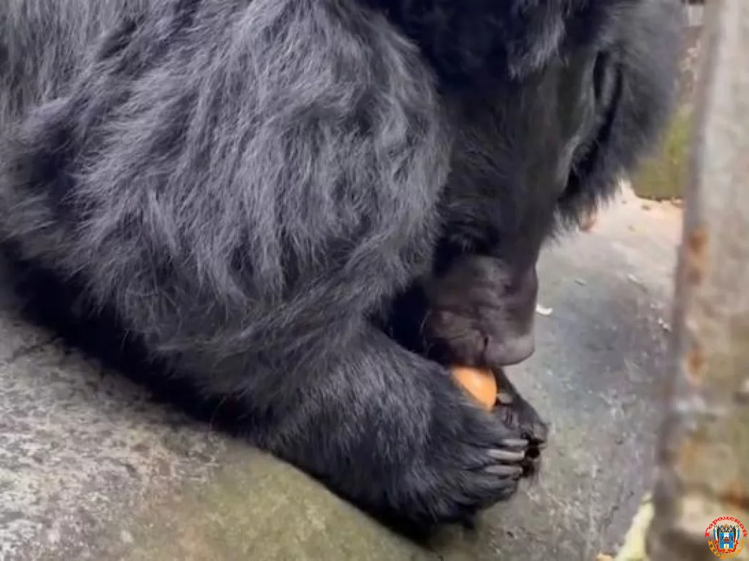 В Ростовском зоопарке показали, как гималайские медведи готовятся к зимней спячке