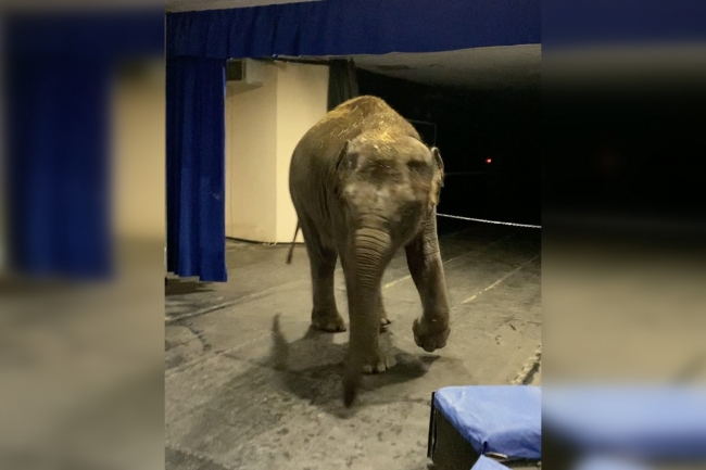 Слонихе, которую Ростовский зоопарк передал Запашным, поменяли имя в цирке