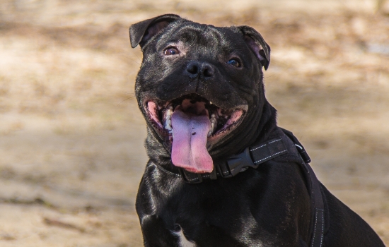 Жара и сильный ветер ожидаются в Ростове 24 августа