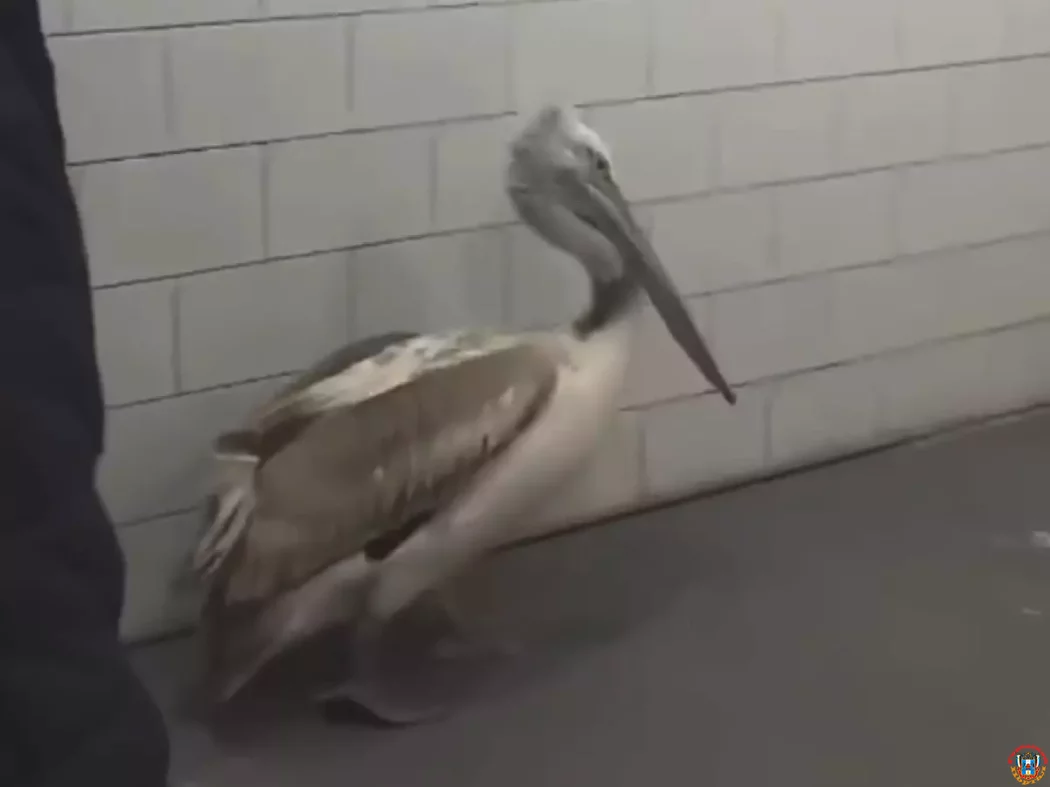 Спасенный от обморожения в Азовском районе пеликан идет на поправку в парке &laquo;Малинки&raquo;