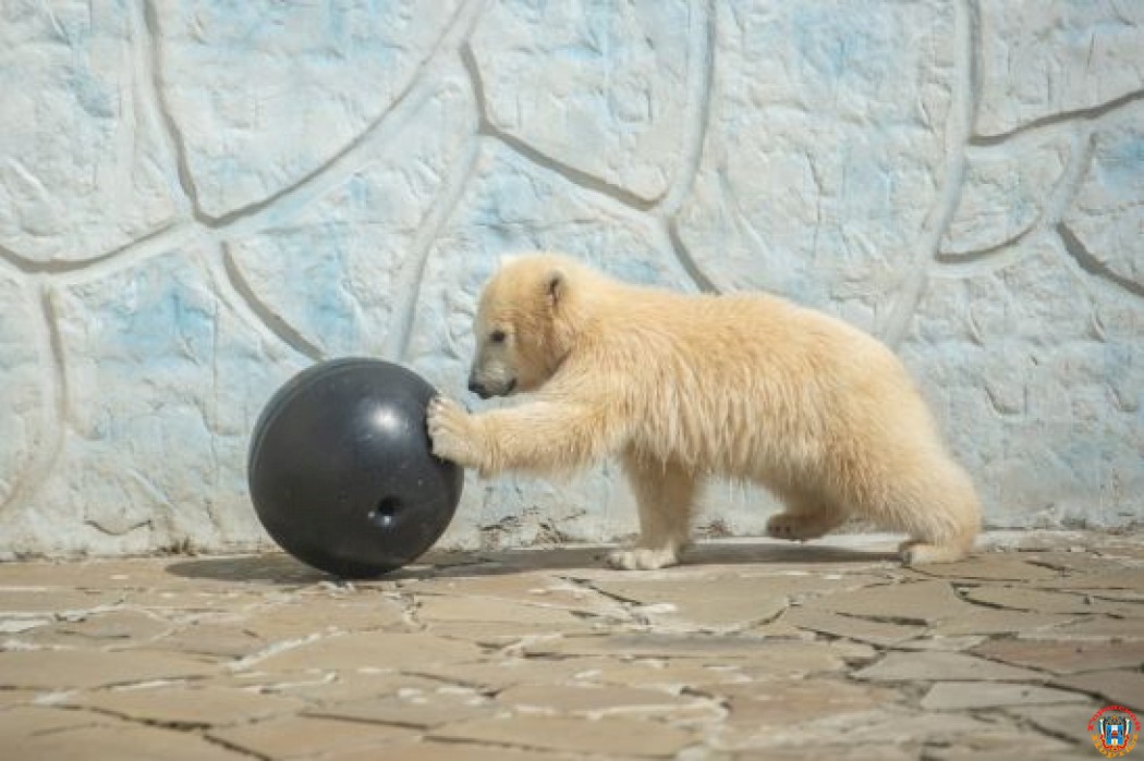 В Ростовском зоопарке трогательно поздравили с днем рождения медвежонка Айку