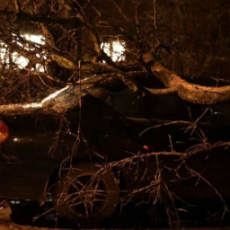 Водитель еще не знает: большая ветка упала на иномарку в Ростове