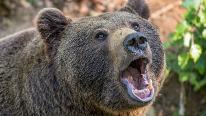 Житель Сахалина выжил после нападения медведя