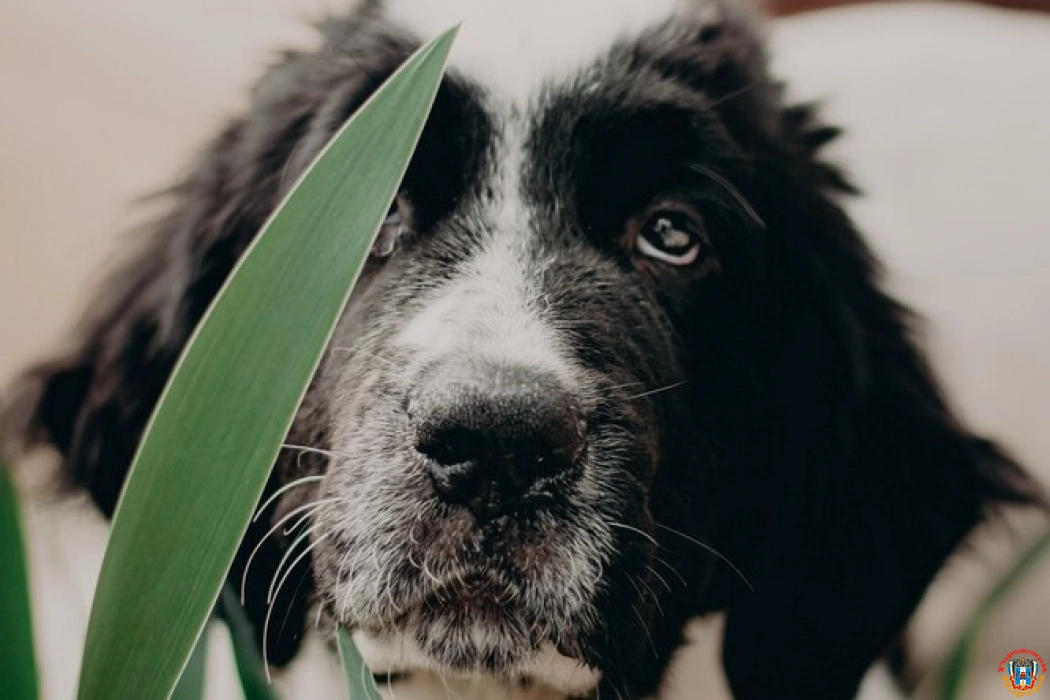 Почему собаки едят комнатные растения?