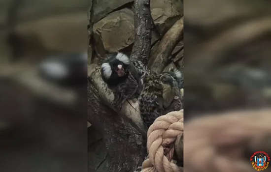 Родителями близнецов стали игрунки в зоопарке «Малинки»