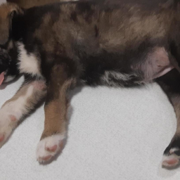 Щенков-малышей почти до смерти избили подростки в Шахтах